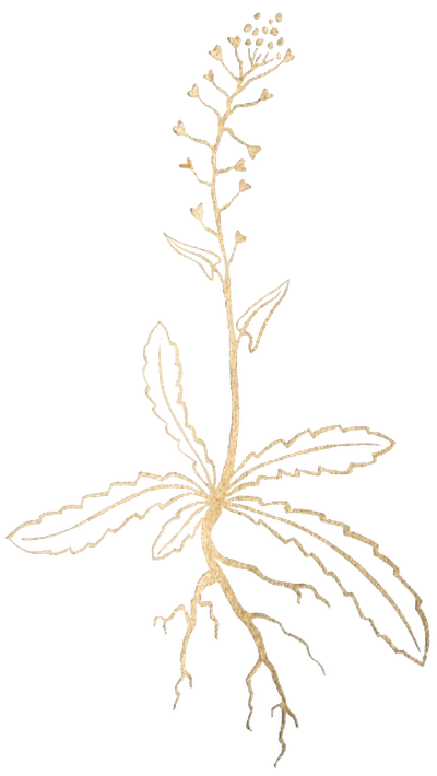 Logo Melanie Ackermann – Hebamme, Massage & Coaching in Tübingen